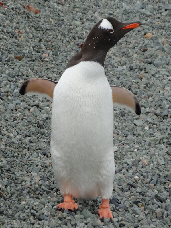 Adele penguin with out stretched arms